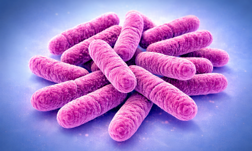 Lactobacillus rhamnosus – Ползи за червата и имунитета